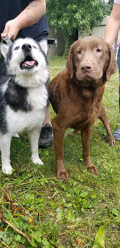 Lab Rescue - Remi and Coco.jpg